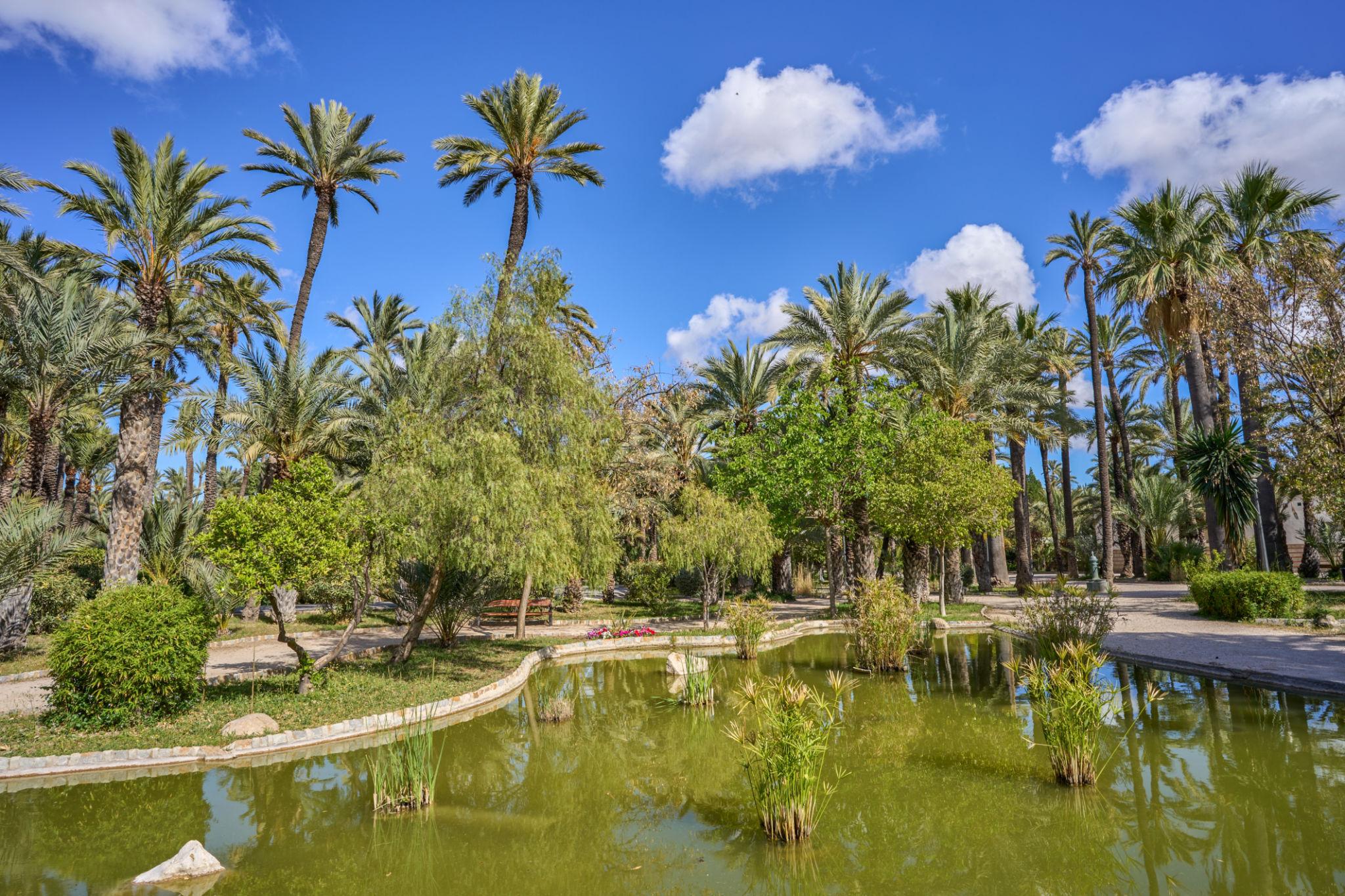 Parque Municipal de Elche con palmeras