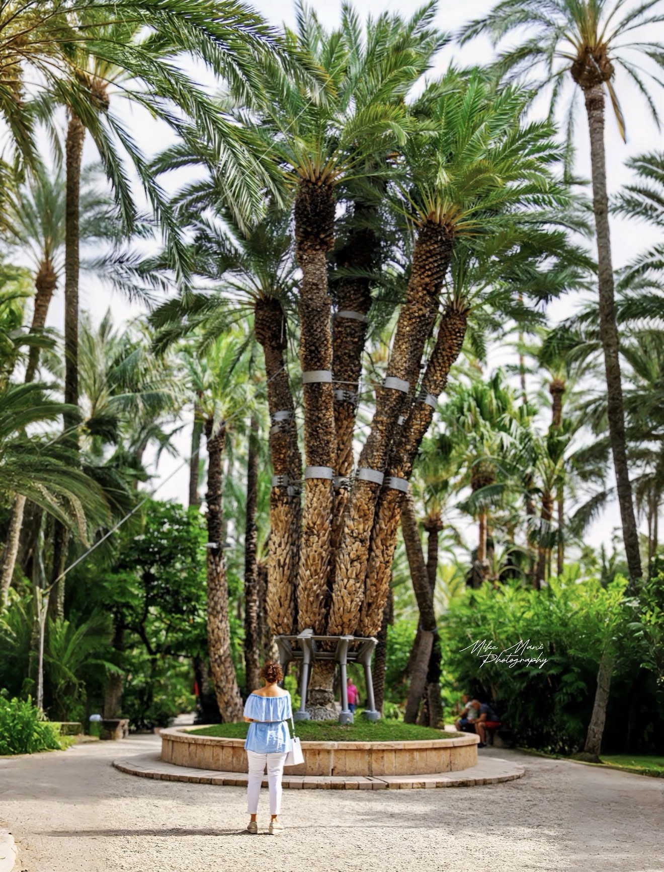 Palmera imperial en Elche