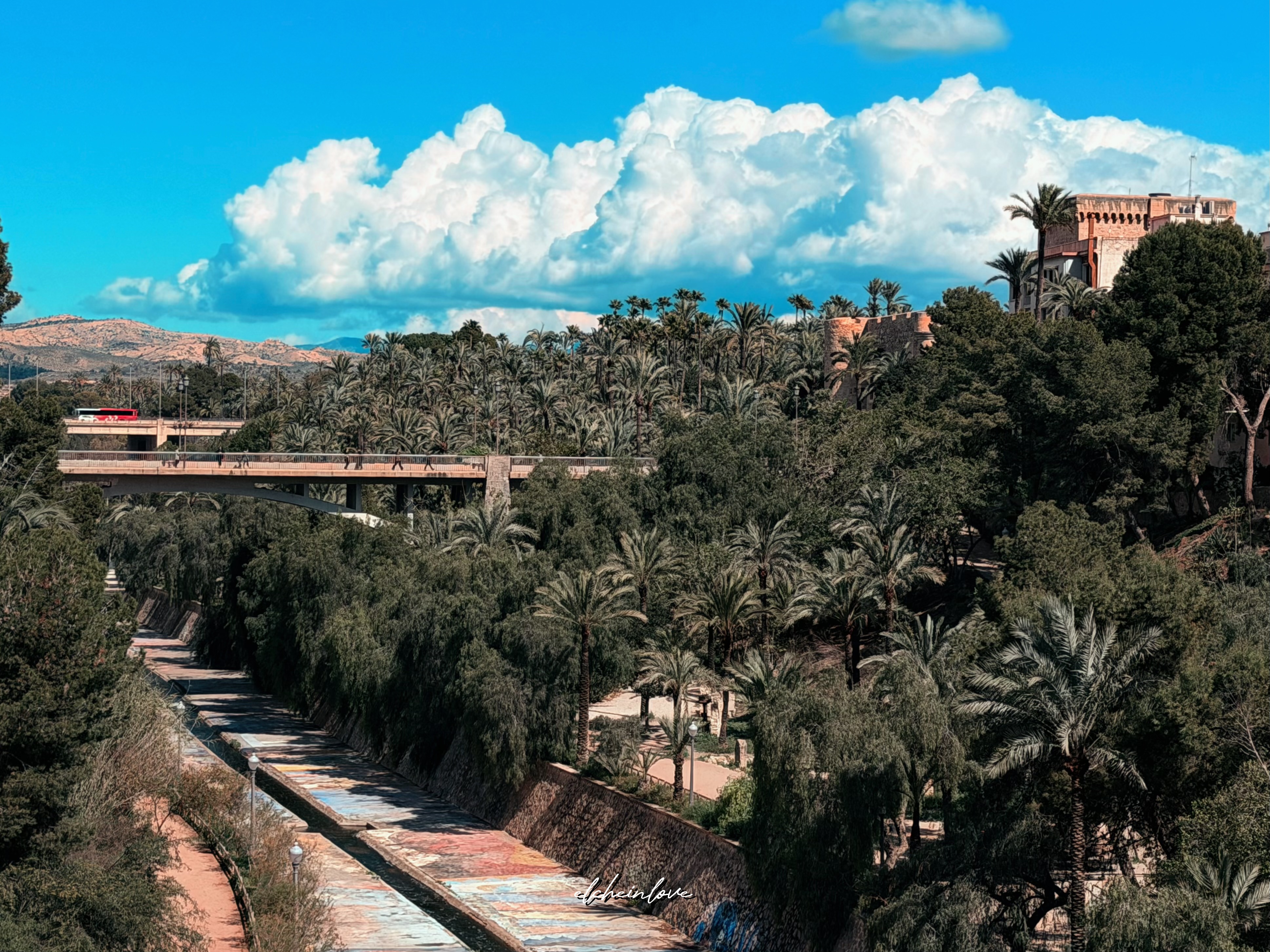 Palmeral desde pasarela en Elche